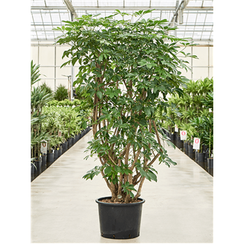 Šeflera arboricola 'Compacta' 1SCARVT16