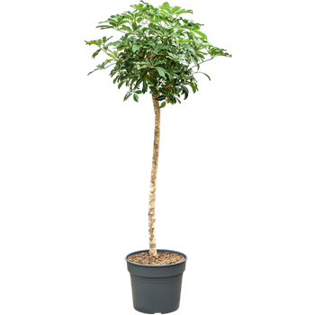 Šeflera arboricola 'Compacta' 4SCARRS38