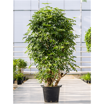 Šeflera arboricola 'Compacta' 4SCARVT75