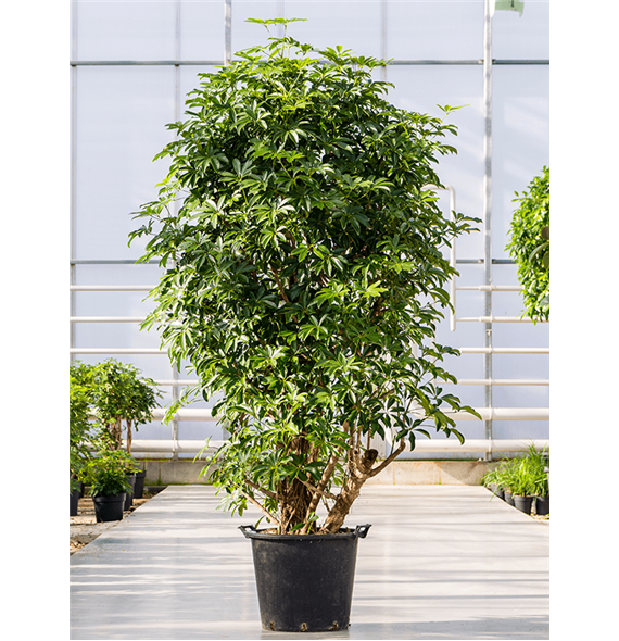 Šeflera arboricola 'Compacta' 4SCARVT75
