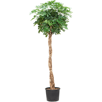 Šeflera arboricola 'Compacta' 1SCARTW10