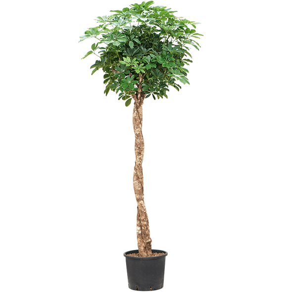 Šeflera arboricola 'Compacta' 1SCARTW10