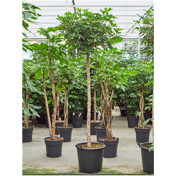 Šeflera arboricola 'Compacta' 4SCARRS14