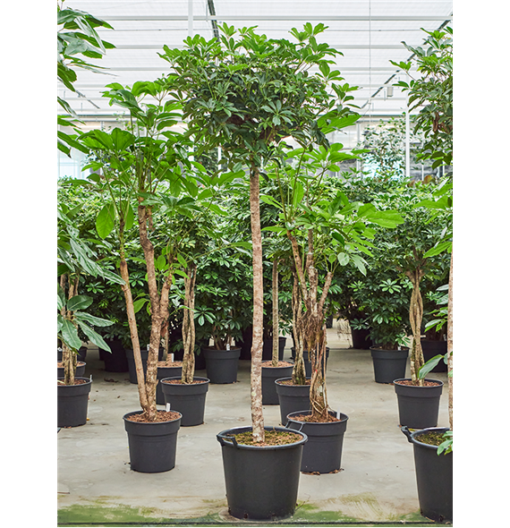Šeflera arboricola 'Compacta' 4SCARRS14