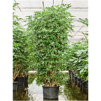 Šeflera arboricola 'Compacta' 1SCARVT22