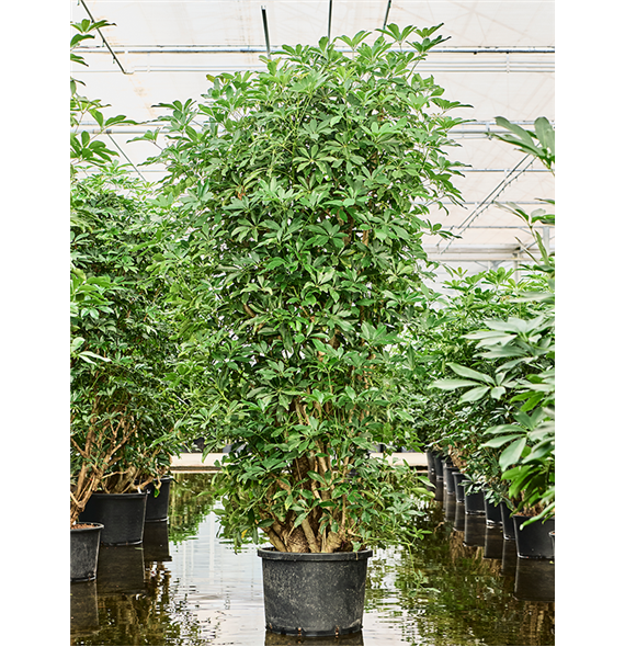 Šeflera arboricola 'Compacta' 1SCARVT22