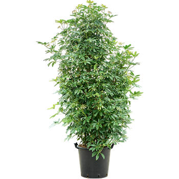 Šeflera arboricola 'Compacta' (200-220) 4SCARVT76