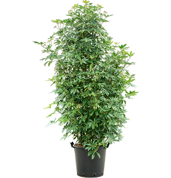 Šeflera arboricola 'Compacta' (200-220) 4SCARVT76