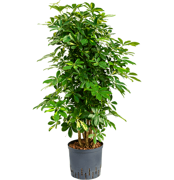 Šeflera arboricola 'Gold Capella' 1SCGCSS24