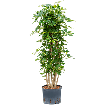 Šeflera arboricola 'Gold Capella' 1SCGCSS25