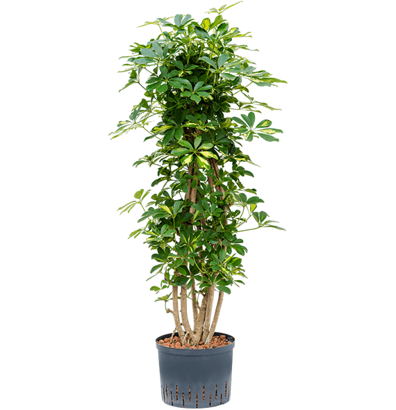 Šeflera arboricola 'Gold Capella' 1SCGCSS25