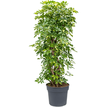 Šeflera arboricola 'Gold Capella' 4SCGCSS38