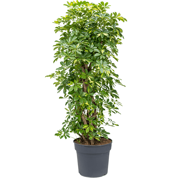 Šeflera arboricola 'Gold Capella' 4SCGCSS38