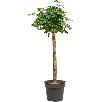 Šeflera arboricola 'Gold Capella' 4SCGCRS34