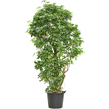 Šeflera arboricola 'Gold Capella' 4SCGCVT87