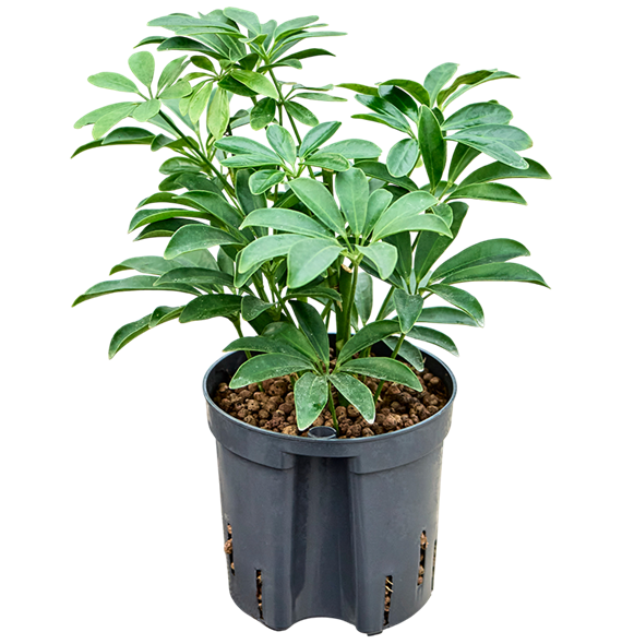 Šeflera arboricola 'Luseana' 2SCLO2T10