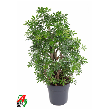 Šeflera arboricola 'Luseana' F00005233
