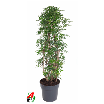 Šeflera arboricola 'Luseana' F00004142