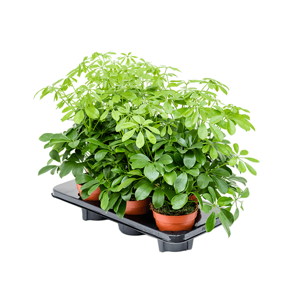 Šeflera arboricola 'Nora' 6/tray 4SCANBP05