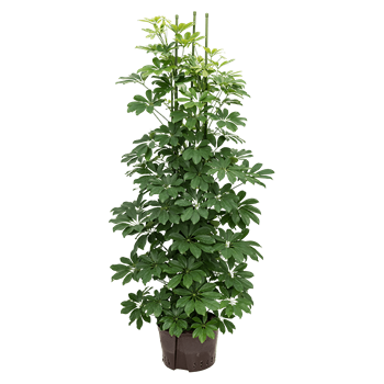 Šeflera arboricola ‘Compacta’ 1SCARTU10