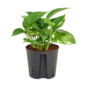Scindapsus (Epipremnum) 'Aureum' 2SCAUHA10