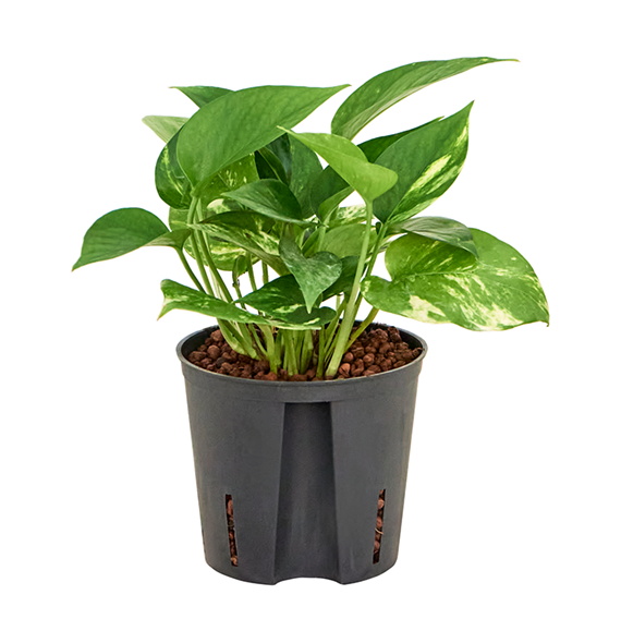 Scindapsus (Epipremnum) 'Aureum' 2SCAUHA10