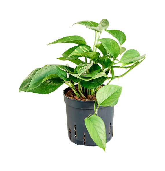 Scindapsus (Epipremnum) 'Aureum' 2SCAUHA12