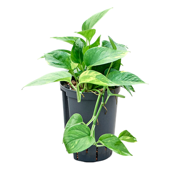 Scindapsus (Epipremnum) 'Aureum' 1SCAUHA16