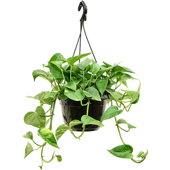 Scindapsus (Epipremnum) 'Aureum' 4SCAUHA40