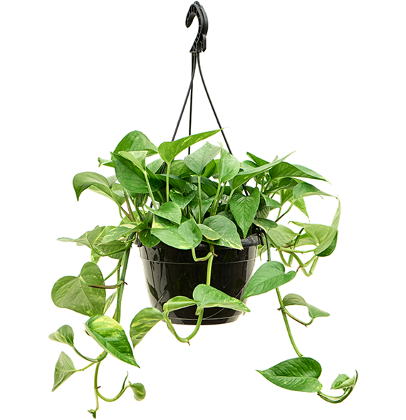 Scindapsus (Epipremnum) 'Aureum' 4SCAUHA40