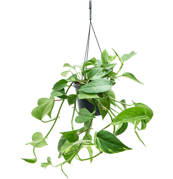 Scindapsus (Epipremnum) 'Aureum' 4SCAUHA19