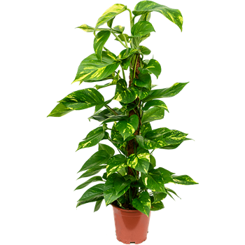 Scindapsus (Epipremnum) 'Aureum' 4SCAUMK02