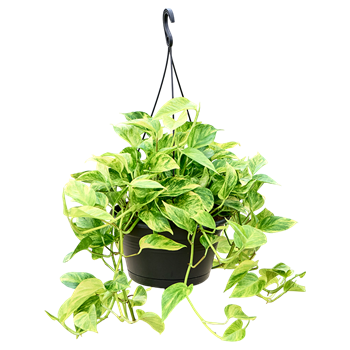 Scindapsus (Epipremnum) 'Aureum' 4SCAUHA04