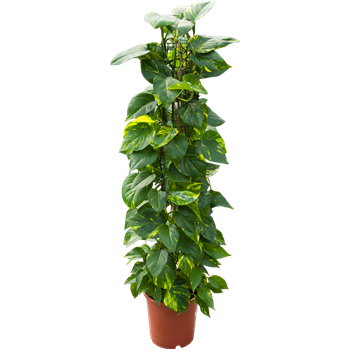 Scindapsus (Epipremnum) 'Aureum' 4SCAUZU05