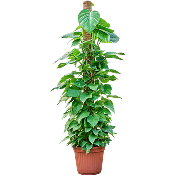 Scindapsus (Epipremnum) 'Aureum' 4SCAUMK42