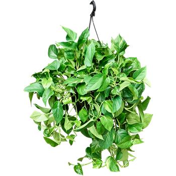 Scindapsus (Epipremnum) 'Aureum' (50-70) 4SCAUHA27