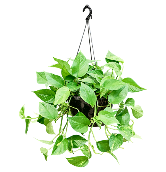Scindapsus (Epipremnum) 'Aureum' (30-40) 4SCAUHA24