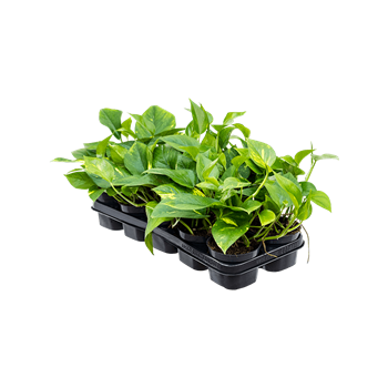 Scindapsus (Epipremnum) 'Aureum' 10/tray 4SCAUHA05