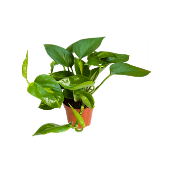 Scindapsus (Epipremnum) 'Aureum' 12/tray 4SCAUHA03