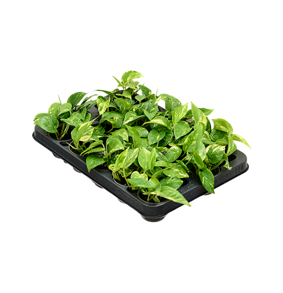 Scindapsus (Epipremnum) 'Aureum' 12/tray 4SCAUBP06