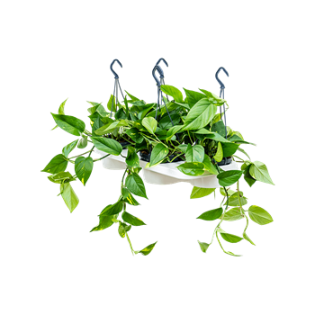 Scindapsus (Epipremnum) 'Aureum' 4/tray 4SCAUHA08