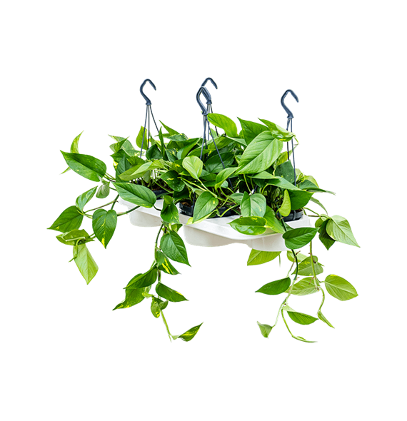 Scindapsus (Epipremnum) 'Aureum' 4/tray 4SCAUHA08