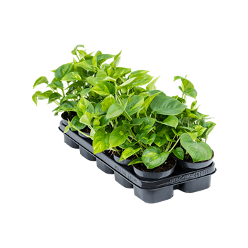 Scindapsus (Epipremnum) 'Global Green' 10/tray 4SCGGHA12