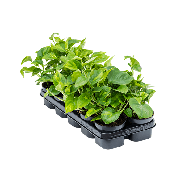 Scindapsus (Epipremnum) 'Global Green' 10/tray 4SCGGHA12