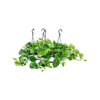 Scindapsus (Epipremnum) 'Global Green' 4/tray 4SCGGHA15
