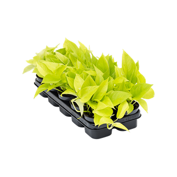 Scindapsus (Epipremnum) 'Golden Pothos' 10/tray 4SCGPHA01