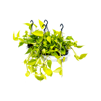 Scindapsus (Epipremnum) 'Golden Pothos' 4/tray 4SCGPHA15