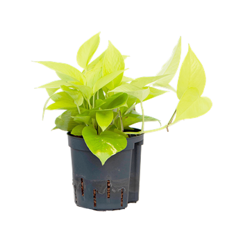 Scindapsus (Epipremnum) 'Golden pothos' 2SCGPBP10