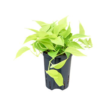 Scindapsus (Epipremnum) 'Golden pothos' 1SCGPHA10