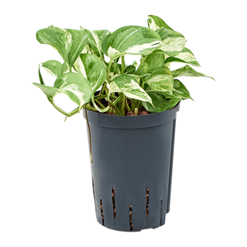 Scindapsus (Epipremnum) 'Happy Leaf' 1SCHLHA10